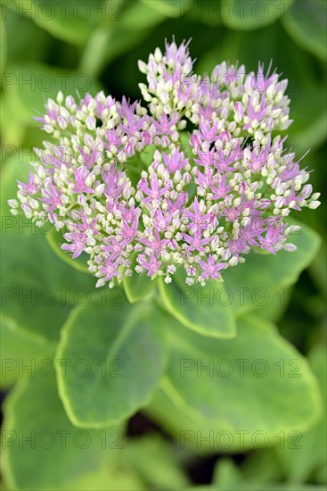 Showy stonecrop (Sedum spectabile)