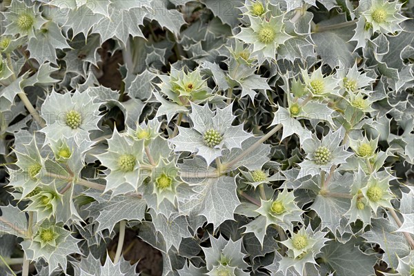 Sea Holly (Eryngium maritimum) in bloom