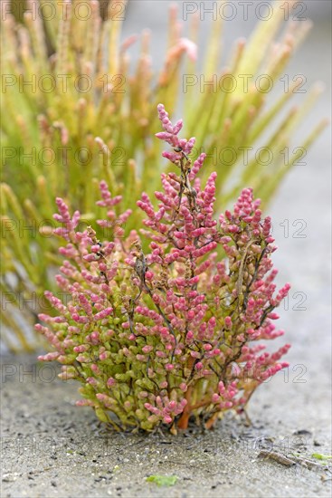 Glasswort (Salicornia europaea agg.) with reddish autumn colours