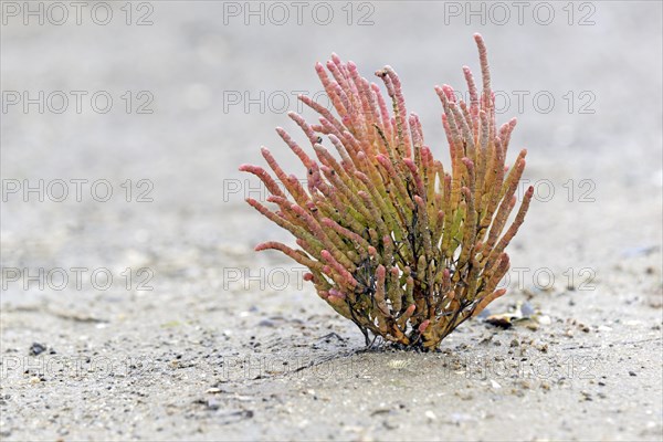 Glasswort (Salicornia europaea agg.) with reddish autumn colours