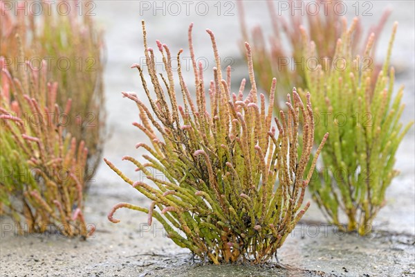 Glasswort (Salicornia europaea agg.) with reddish autumn colours