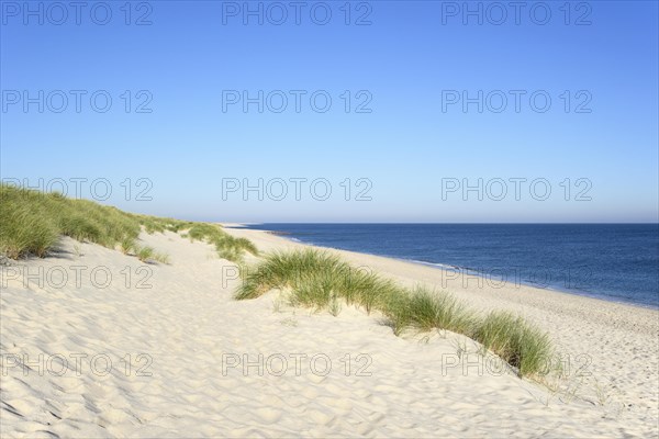 European Marram Grass (Ammophila arenaria) at the beach