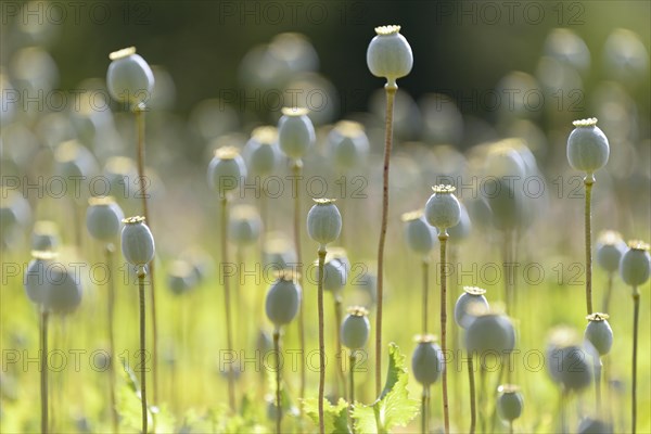 Opium poppy (Papaver somniferum)