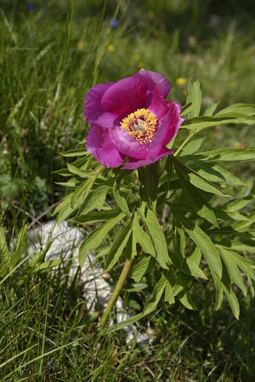 Common or garden peony (Paeonia officinalis)