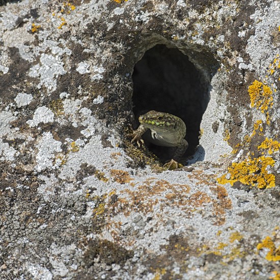 Wall lizard (Podarcis sicula cettii)