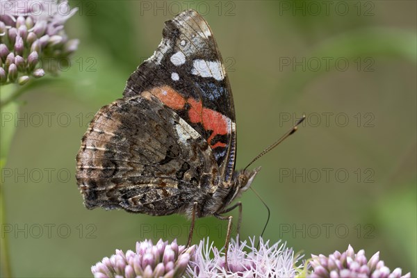 Red Admiral (Vanessa atalanta) on flower