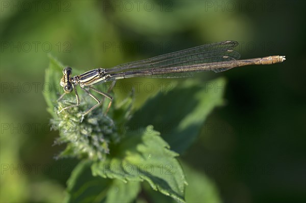 White-legged damselfly (Platycnemis pennipes) adult animal