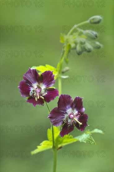 Dusky crane's-bill (Geranium phaeum)