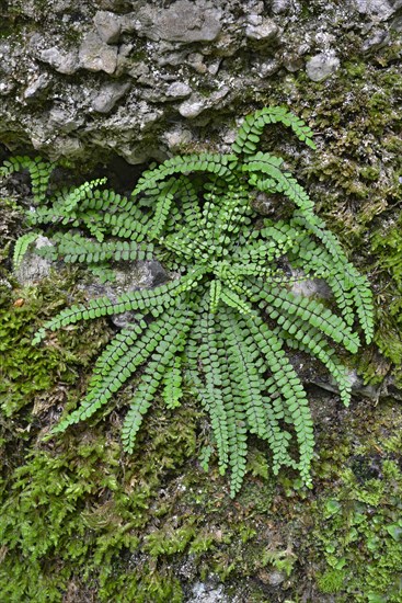 green fern