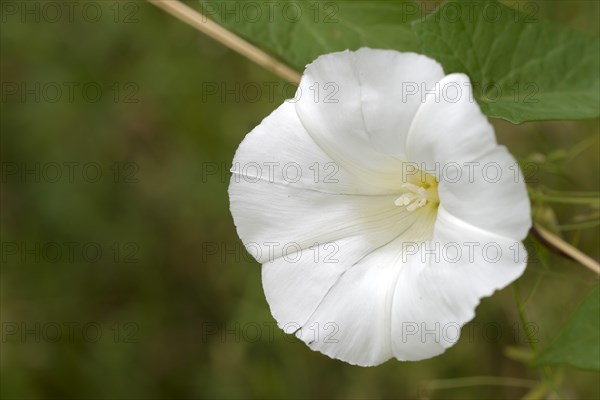 Hedge bindweed (Calystegia sepium)