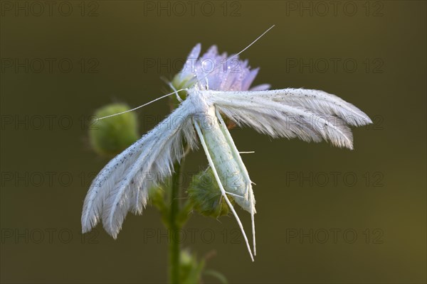 White plume moth (Pterophorus pentadactyla)