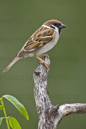 Eurasian tree sparrow (Passer montanus)