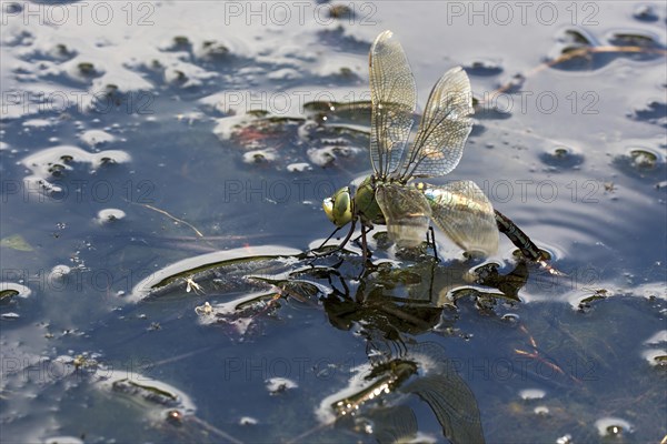 adult female emperor dragonfly (Anax imperator)