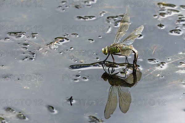 adult female emperor dragonfly (Anax imperator)