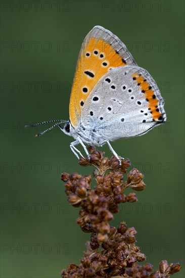 Large Copper (Lycaena dispar) on flower