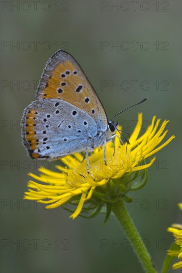 Large Copper (Lycaena dispar) on yellow flower