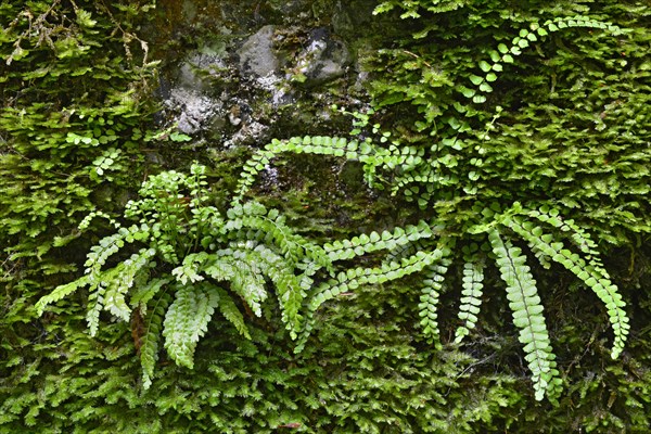 on the left green spleenwort (Asplenium viride)