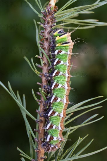 Spanish moon moth (Graellsia isabellae) caterpillar