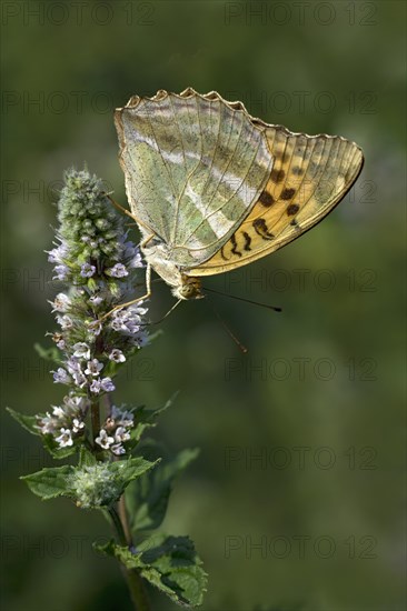 Silver-washed fritillary (Argynnis paphia) on flower