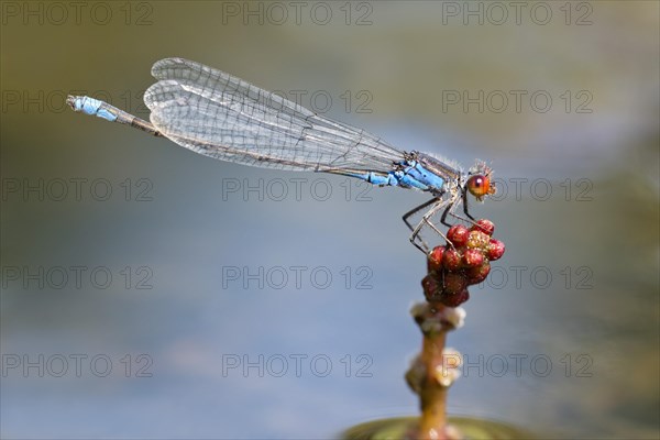 Small Red-eyed Damselfly (Erythromma viridulum)