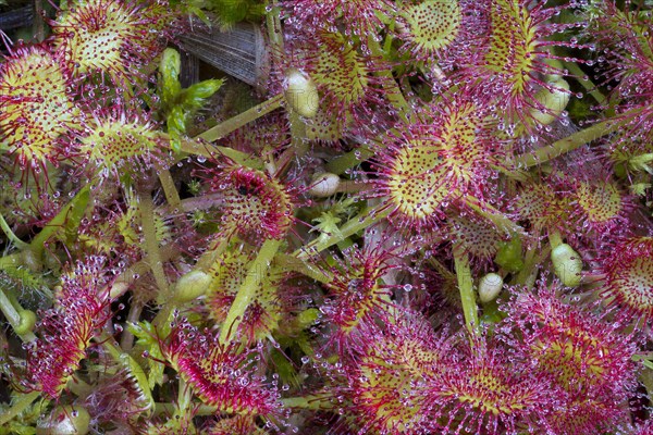 Round-leaved sundew (Drosera rotundifolia)