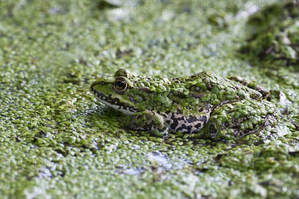 The edible frog (Rana esculenta) duckweed