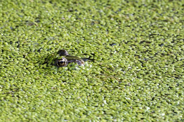 The edible frog (Rana esculenta) duckweed