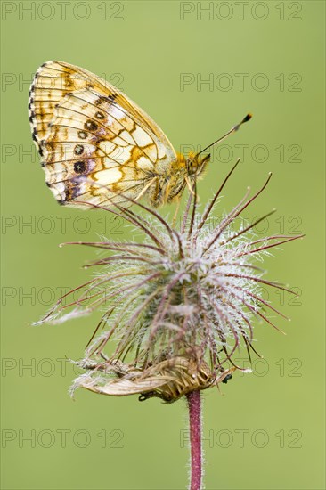 Lesser marbled fritillary (Brenthis ino) on flower