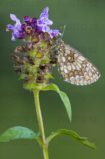 Heath fritillary (Mellicta athalia) on flower