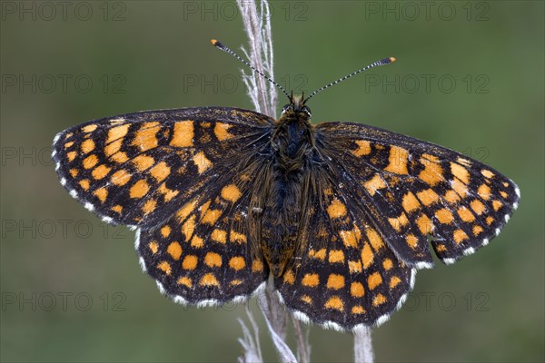 Heath fritillary (Mellicta athalia)