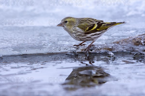 Eurasian siskin (Carduelis spinus)