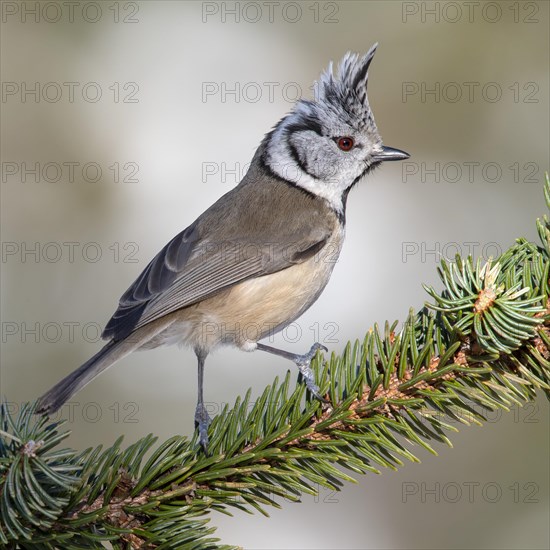 Crested tit (Parus cristatus)