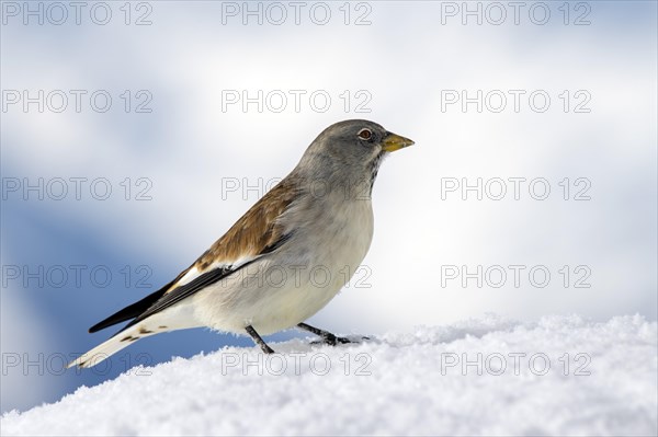 White-winged snowfinch (Montifringilla nivalis)