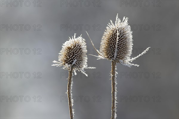 Wild teasel (Dipsacus fullonum)