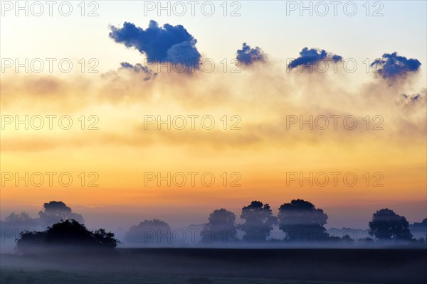 Trees at dawn