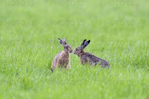 Two European hares (Lepus europaeus) get a taste of each other