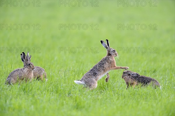European hares (Lepus europaeus) in a meadow