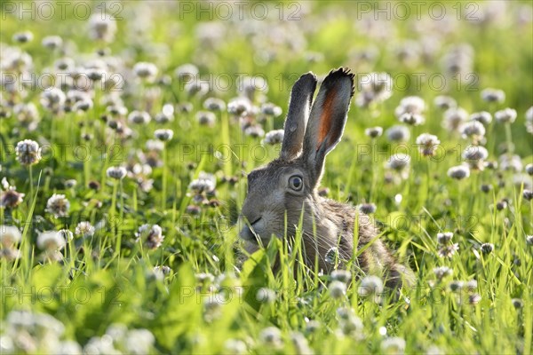 European hare (Lepus europaeus)