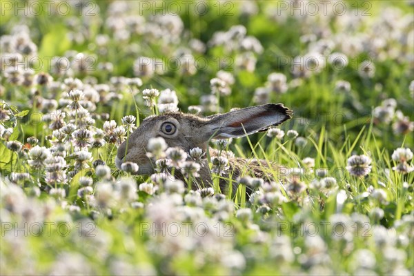 European hare (Lepus europaeus)