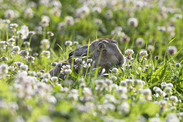 European hare (Lepus europaeus)