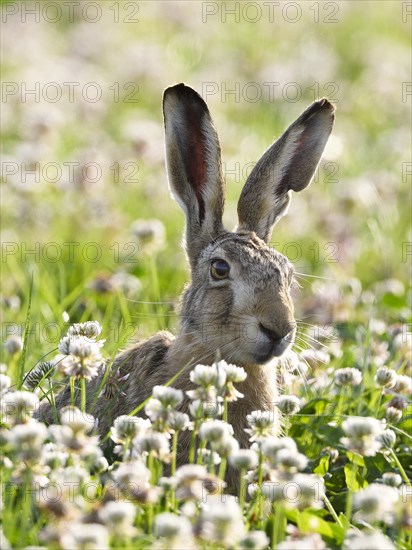 European hare (Lepus europaeus)