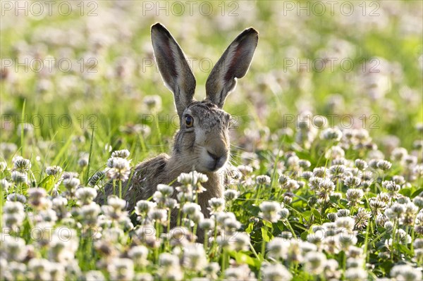 European hare (Lepus europaeus)