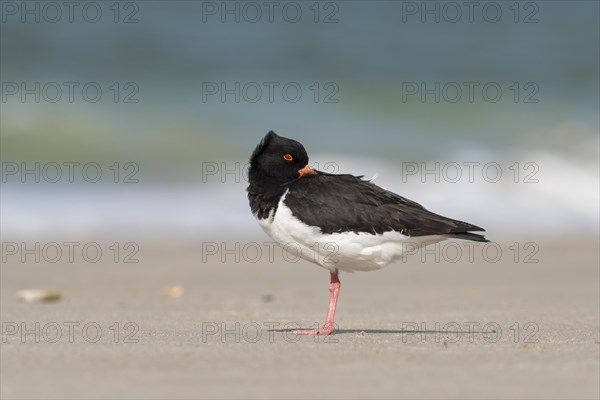 Eurasian oystercatcher (Haematopus ostralegus)