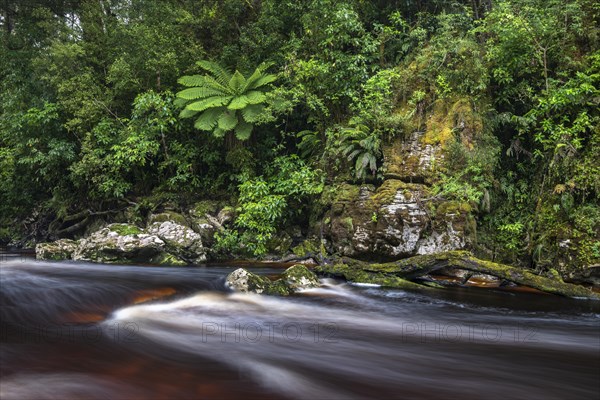 River flows through rainforest with Tree fern (Cyatheales)