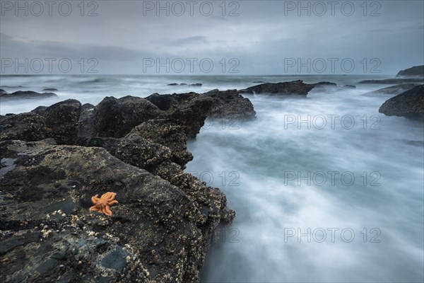 Reef starfish (Stichaster australis) on rocky coast