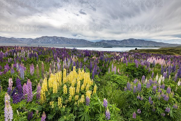 Colorful Large-leaved lupins (Lupinus polyphyllus) on the shores of Lake Tekapo