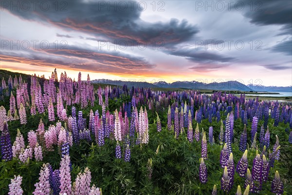 Colorful Large-leaved lupins (Lupinus polyphyllus) at the shore of Lake Tekapo in dramatic light mood