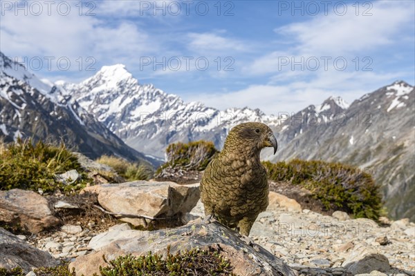 Kea (Nestor notabilis) in mountain landscape