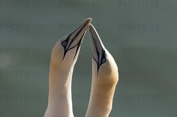 Northern Gannet (Sula bassana)