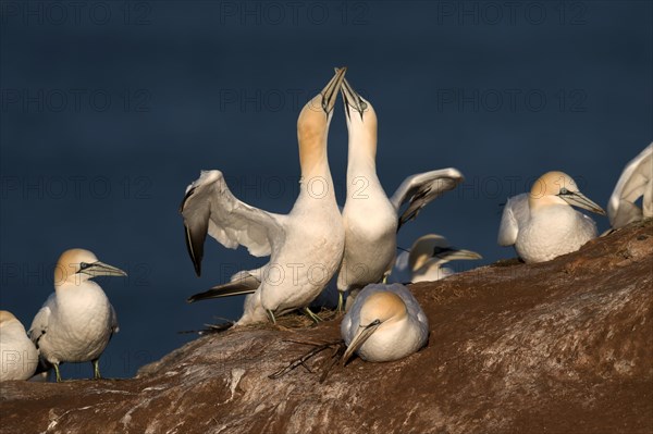 Northern Gannet (Sula bassana)